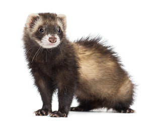 Collection image for: Ferret