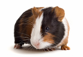 Collection image for: Guinea Pig