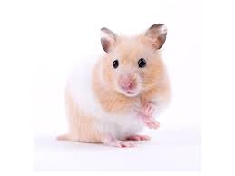 Collection image for: Hamster