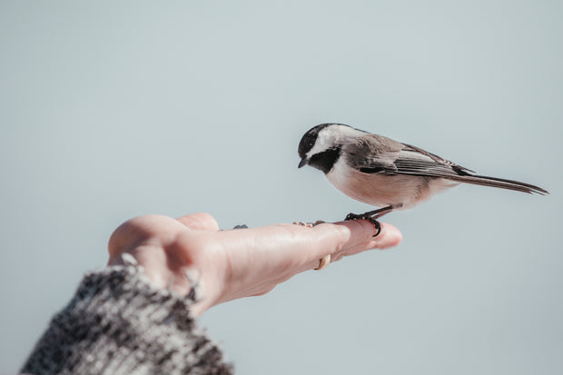 Banner image for: Bird Shop