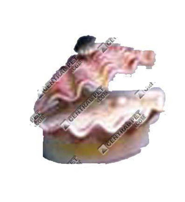 Penn-Plax Tropical Clam Air Aquarium Ornament Tropical Calm White; Pink